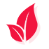 茶叶干果